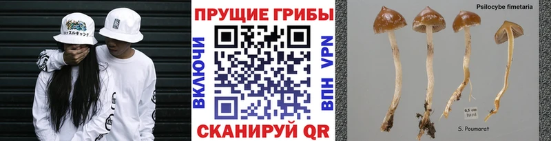 Галлюциногенные грибы Magic Shrooms  Сысерть 